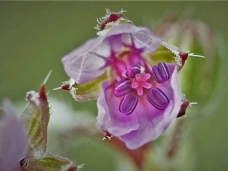 Erodium sp.